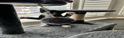 British Shorthair cats for sale: The Tuxedo Esquire, Sisters - Advert 15