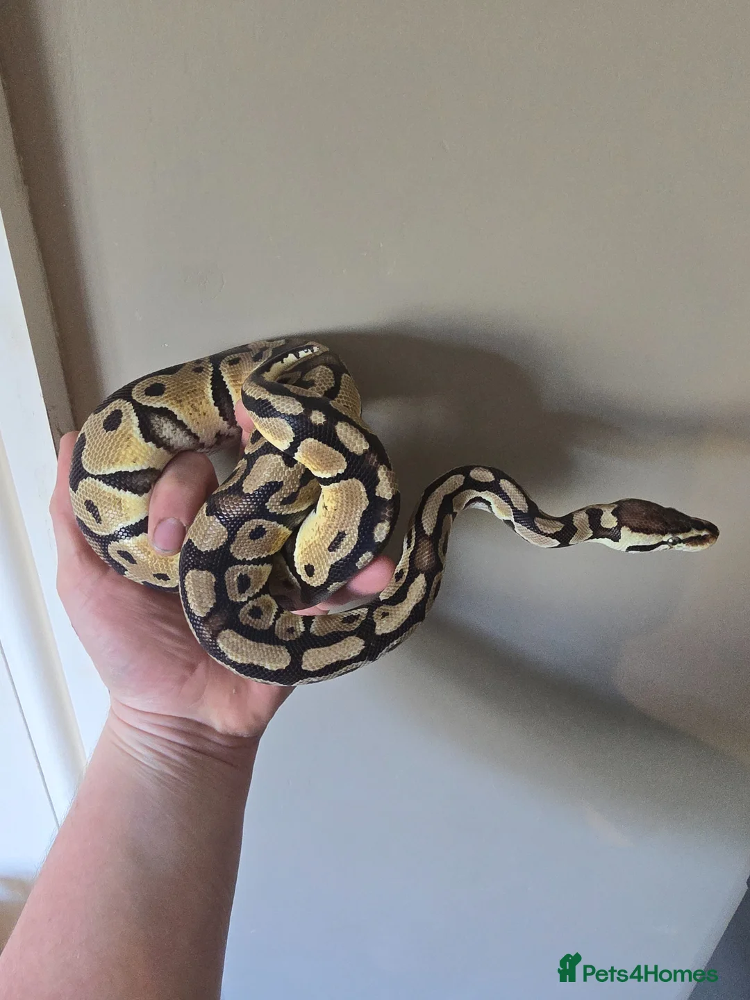 Python Snake reptiles for sale: Pastel Trojan het Clown Royal Python and setup  in Kendal - Advert 15