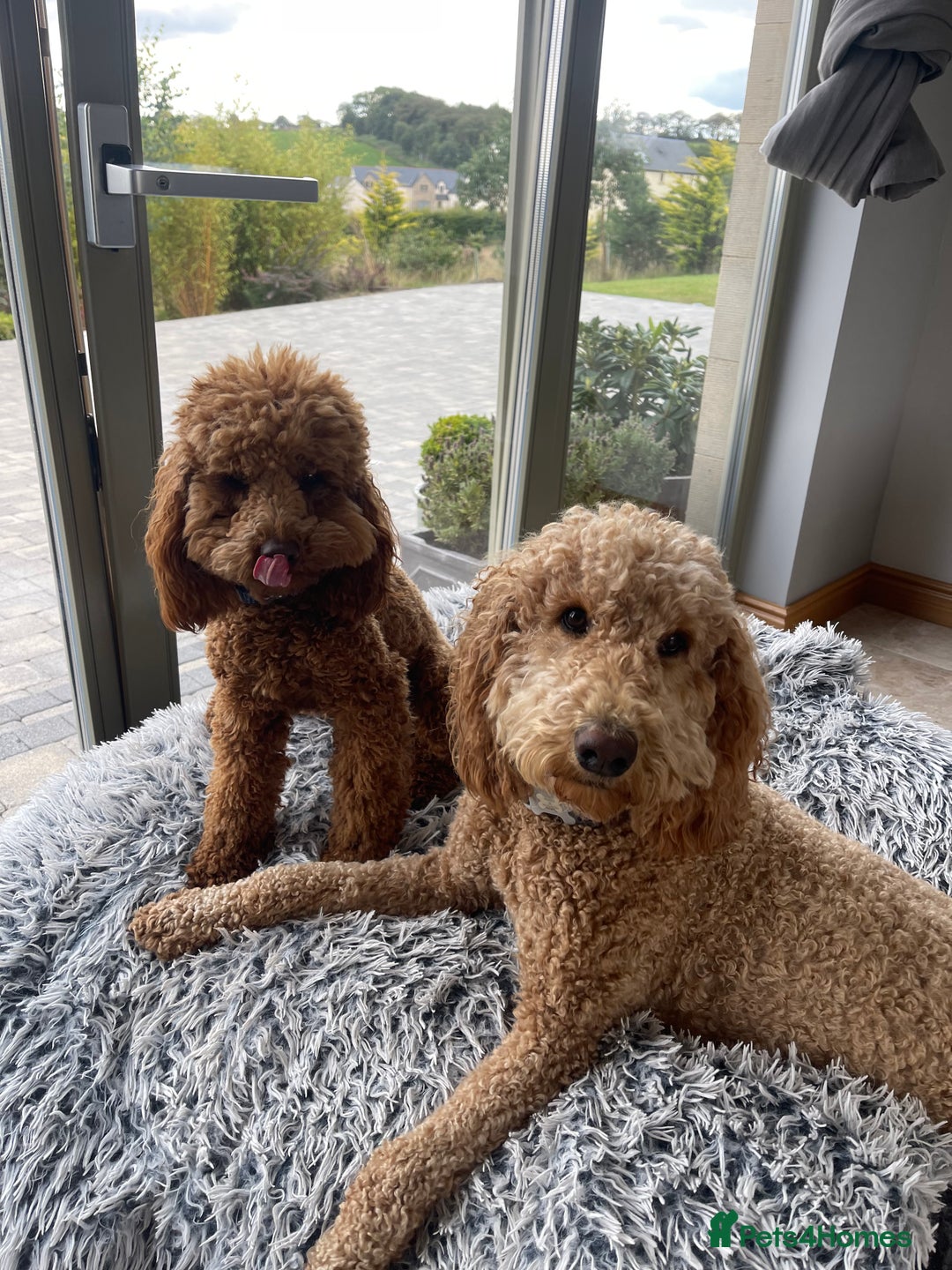 Miniature Poodle dogs for stud: KC REGISTERED DEEP RED MINATURE POODLE STUD in Bathgate - Advert 7