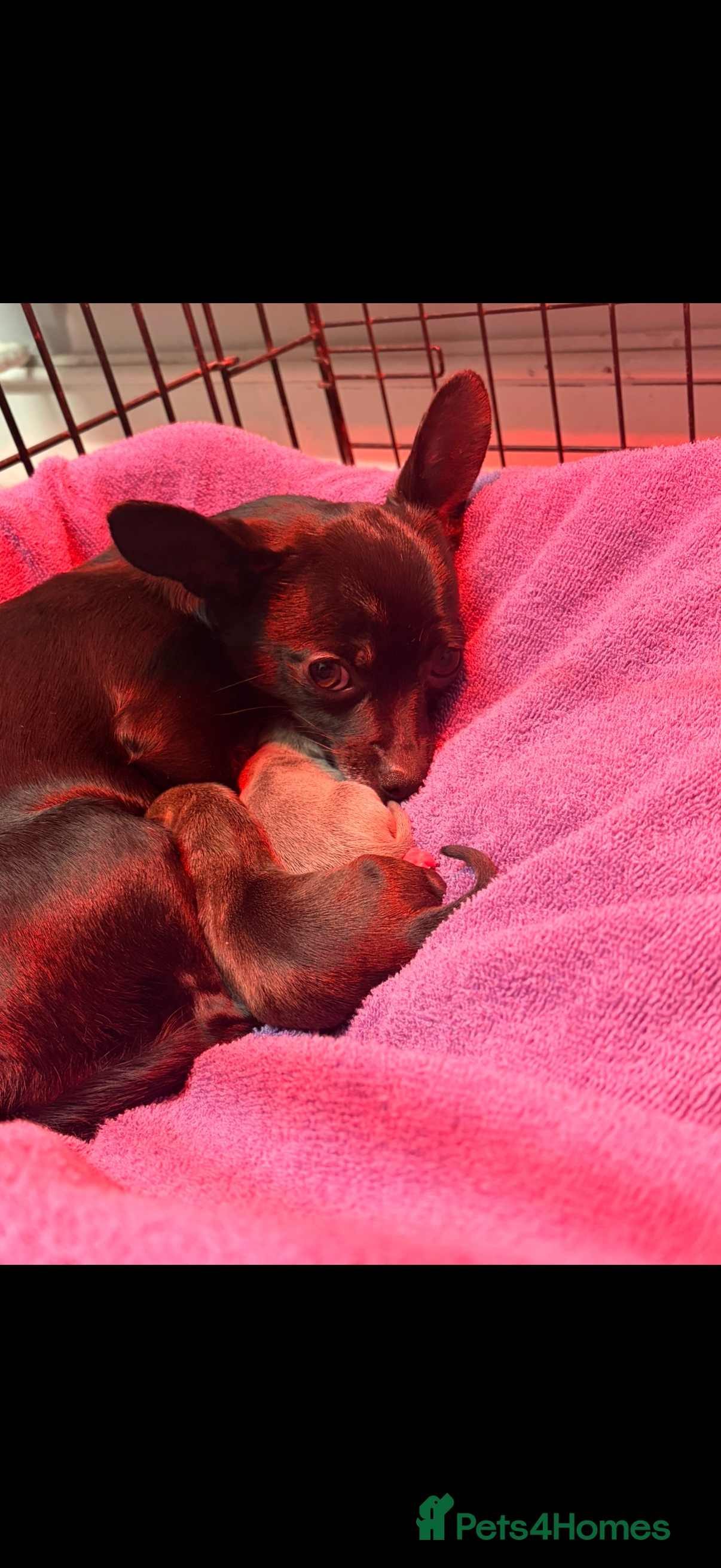 Chihuahua dogs Tiny Chihuahua puppies - Advert 2