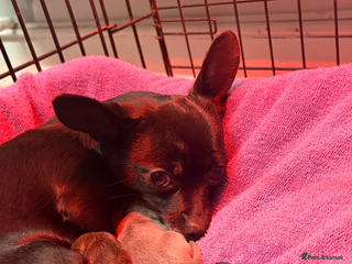 Chihuahua dogs Tiny Chihuahua puppies - Advert 2