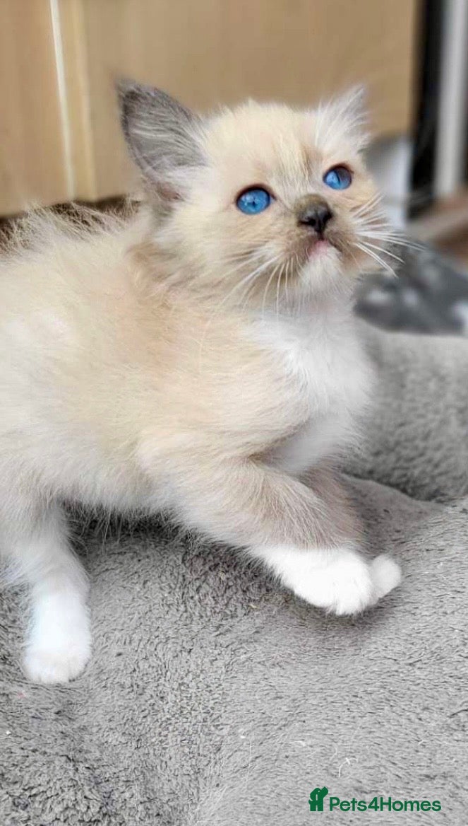 Ragdoll cats 2 boys left Full pedigree ragdoll boys  - Advert 1