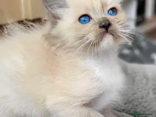 Ragdoll cats 2 boys left Full pedigree ragdoll boys - Advert 1