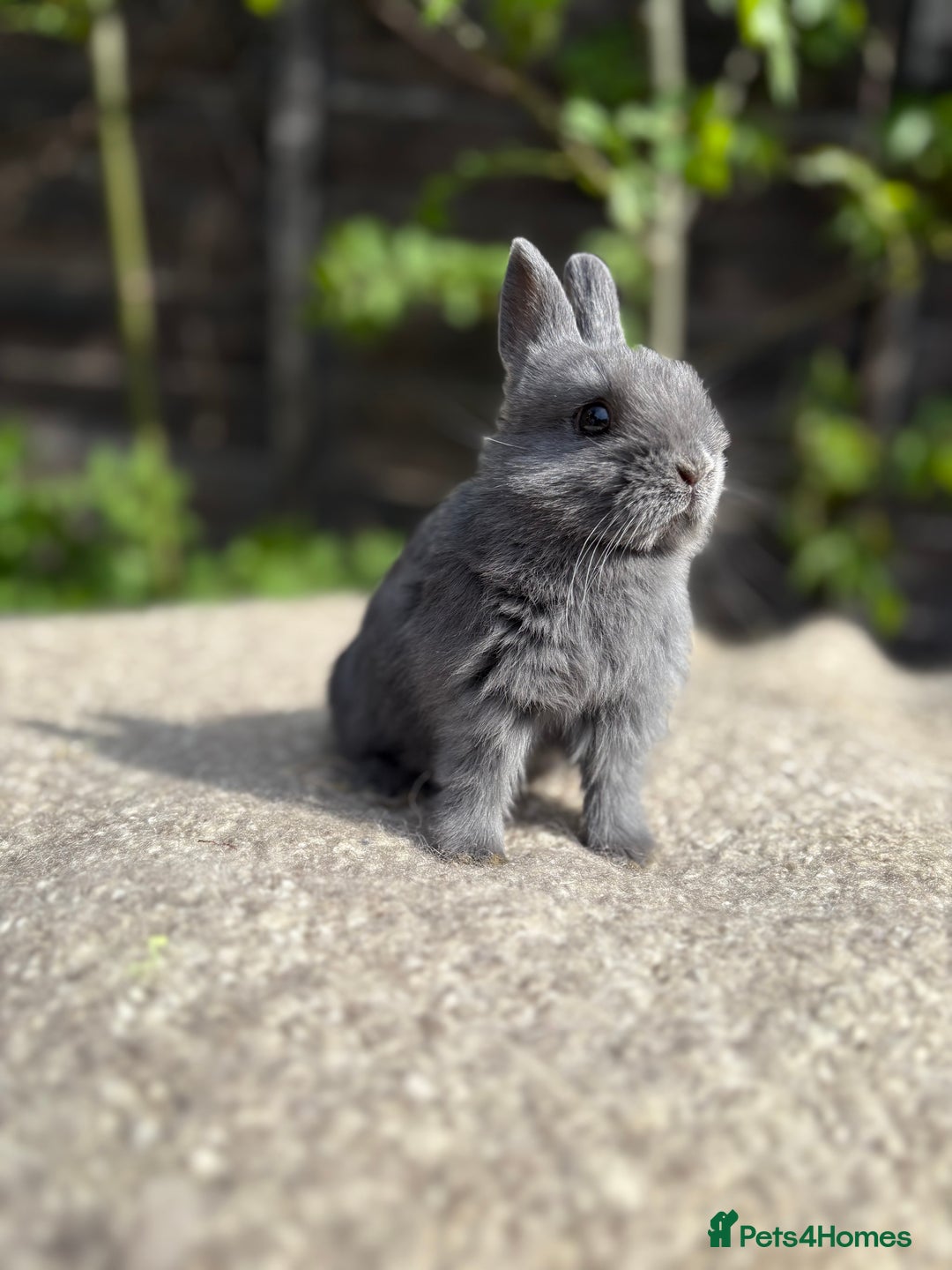 Netherland Dwarf rabbits for sale: Adult dwarf rabbits - Advert 4