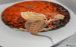 Bearded Dragon reptiles for sale: Bearded dragons hypo blue bar het trans  - Image 1