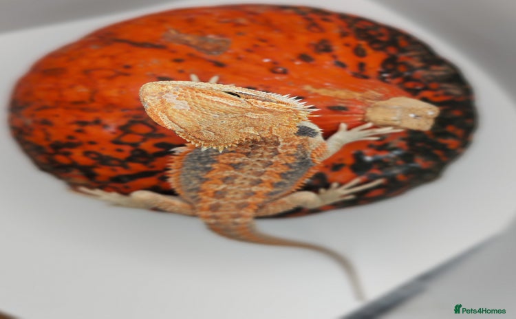 Bearded Dragon reptiles - Advert 2