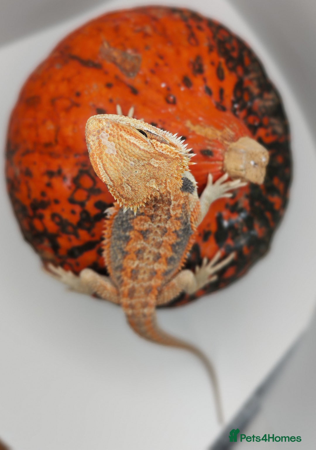 Bearded Dragon reptiles for sale: Bearded dragons hypo blue bar het trans  - Image 1