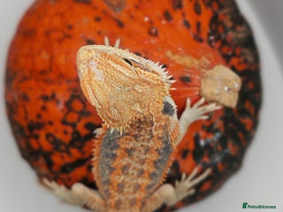 Bearded Dragon reptiles - Advert 5