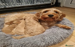 Cockapoo dogs for sale: Beautiful F2B Cockapoo puppies - Image 10