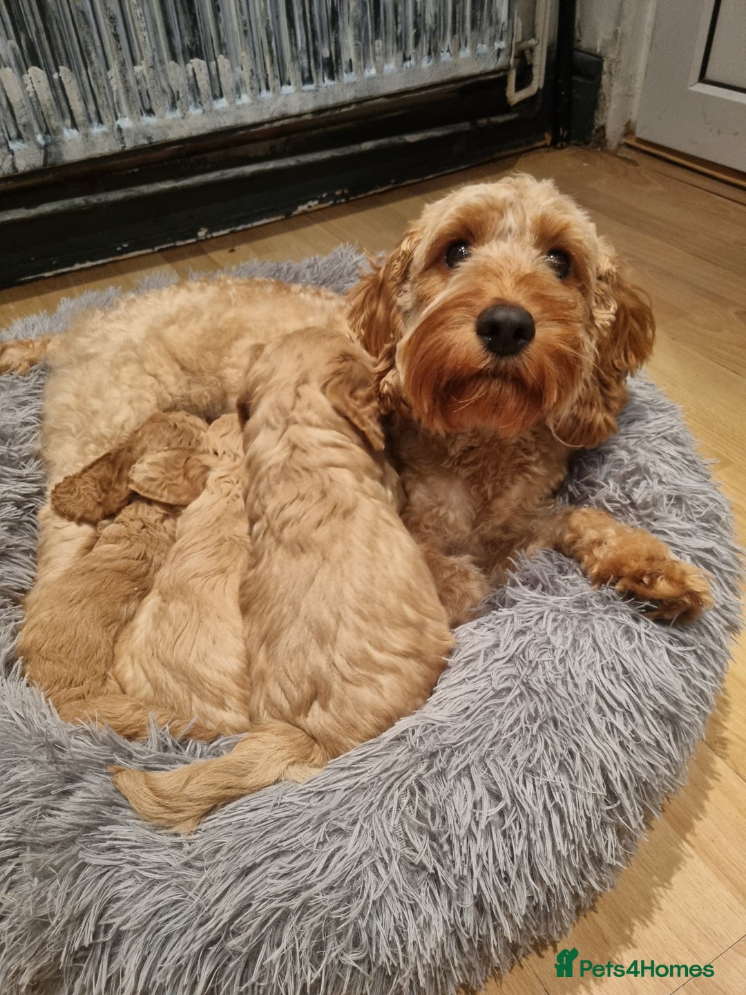 Cockapoo dogs for sale: Beautiful F2B Cockapoo puppies - Image 10
