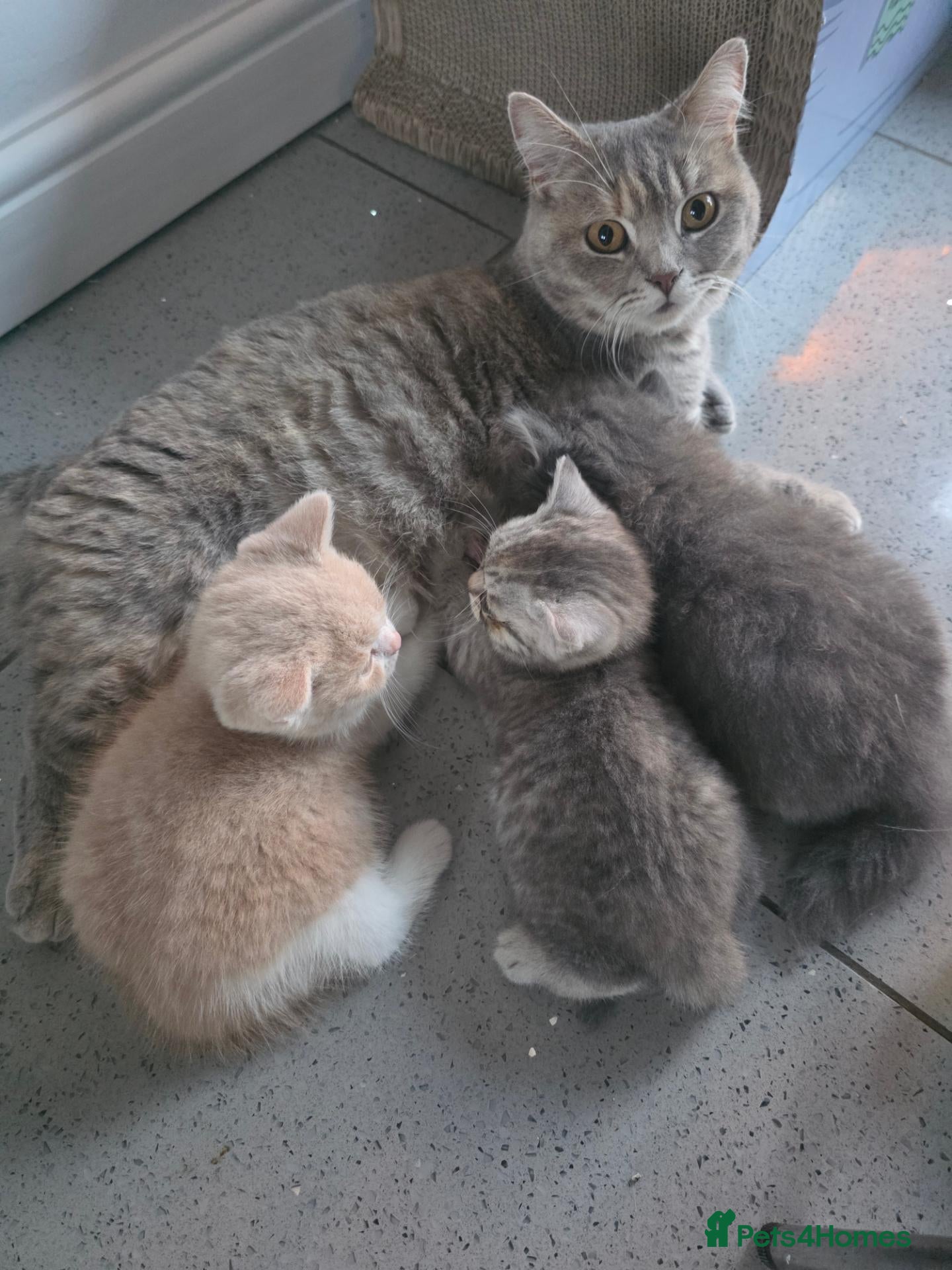 British Shorthair cats 3 beautiful BSH babies ready to reserve  - Advert 2