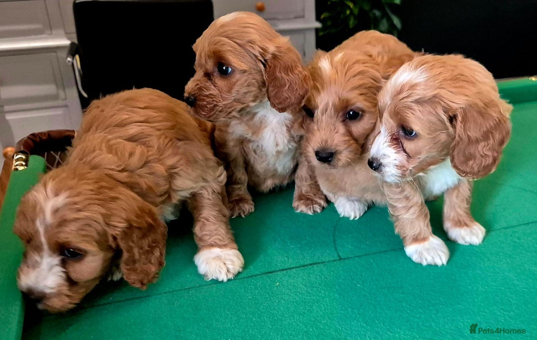 Cockapoo dogs for sale: Cockapoo - Image 13