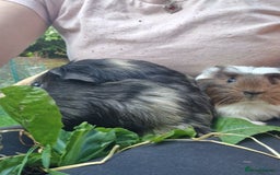 Guinea Pig rodents for sale: Handsome crested agouti shelte breed  - Image 8