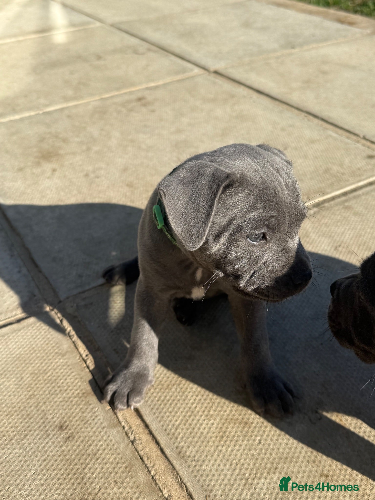 Staffordshire Bull Terrier dogs KC staffy puppies Available - Advert 12