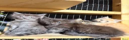 Maine Coon cats for sale: Half Maincoon Kittens  - Advert 7