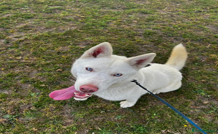 Siberian Husky dogs - Advert 1