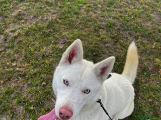 Siberian Husky dogs - Advert 6