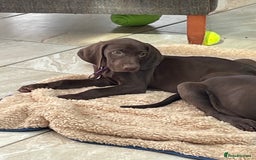 Mixed Breed dogs for sale: Stunning boys and girls available  - Image 8