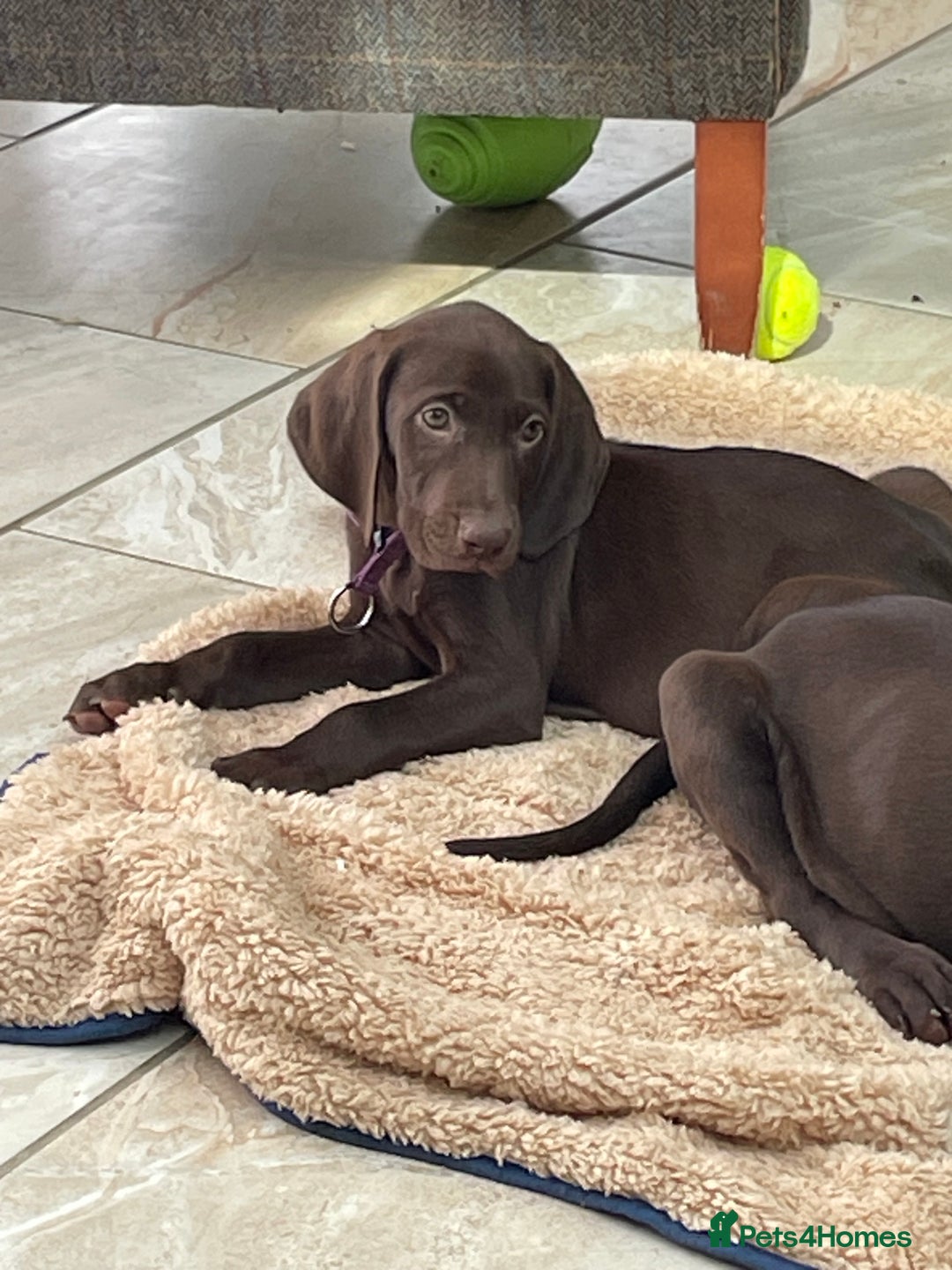 Mixed Breed dogs for sale: Stunning boys and girls available  - Image 8