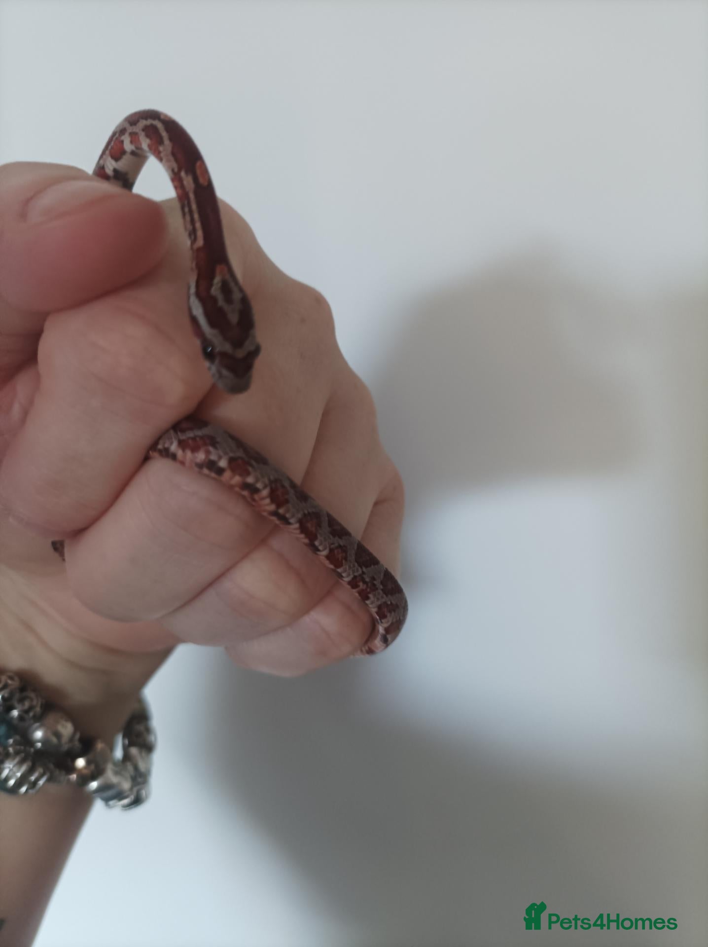 Corn Snake reptiles 1 x   baby corn snakes for sale  - Advert 21