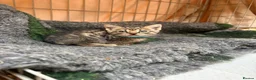 Mixed Breed cats for sale: Beautiful Bengal X kittens for sale  - Advert 8