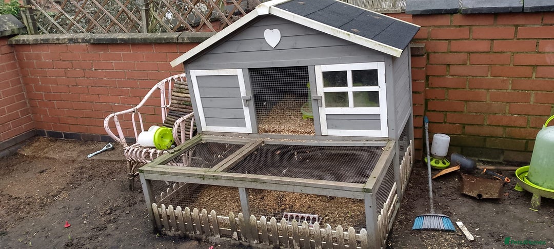 Quail poultry for sale: Female quails laying eggs - Advert 2