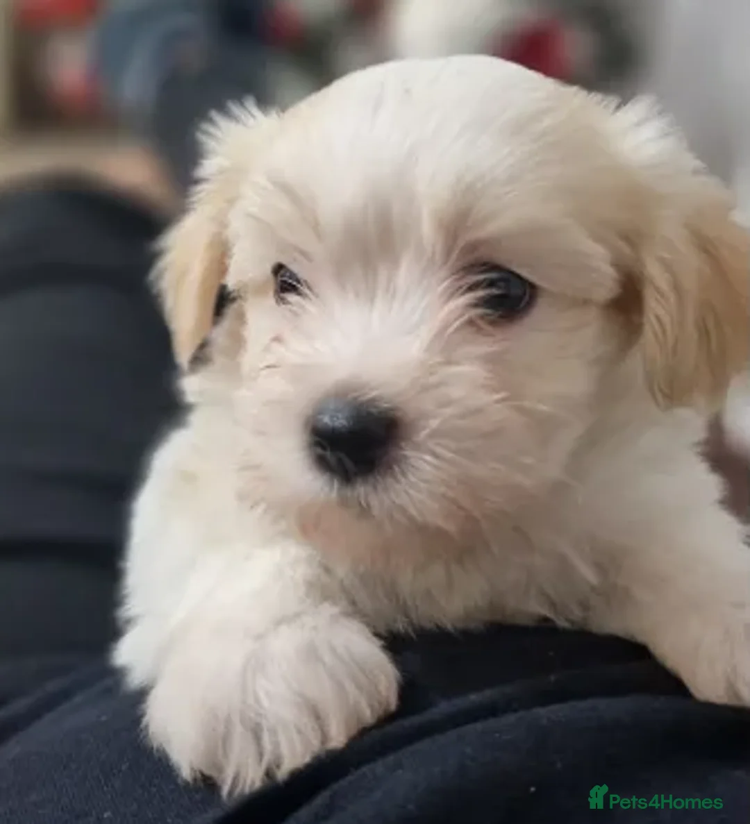 Havanese dogs for sale: The Ultimate Lap Dog – Precious Havanese Puppies  - Advert 7