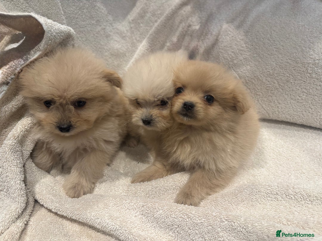 Cockapoo dogs for sale: Cockapoo puppies  - Image 9