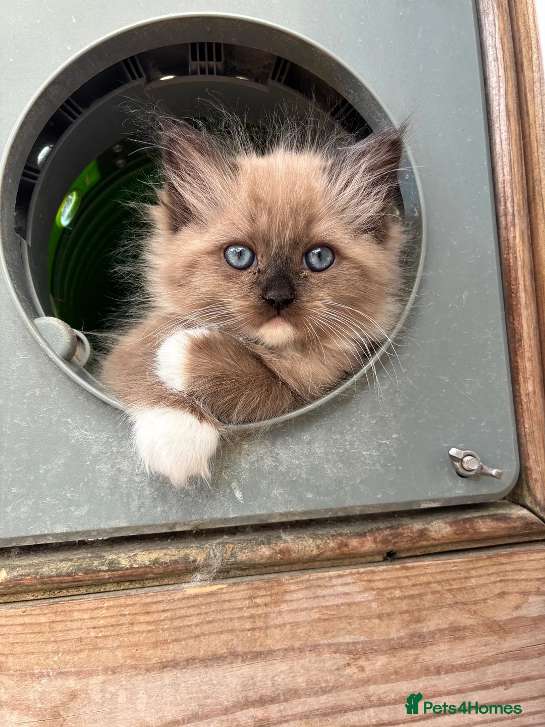 Ragdoll cats for sale: Registered pedigree cherubim Ragdolls - Advert 2