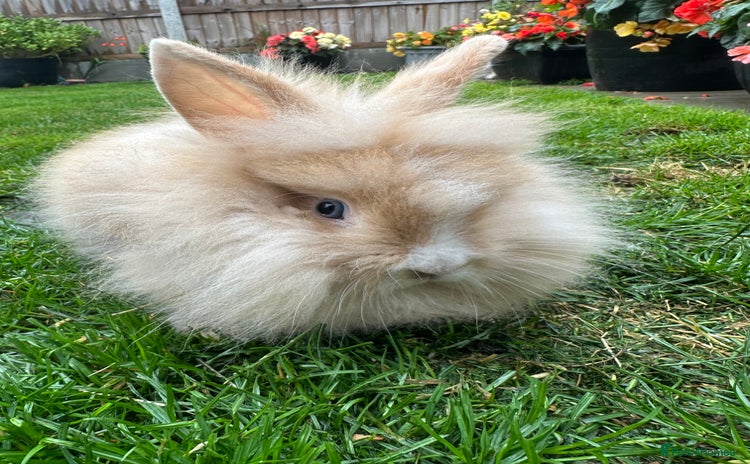 Lionhead rabbits - Advert 3