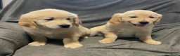 Golden Retriever dogs for sale: Beautiful Golden Retriever Puppies Ready Now - Advert 5