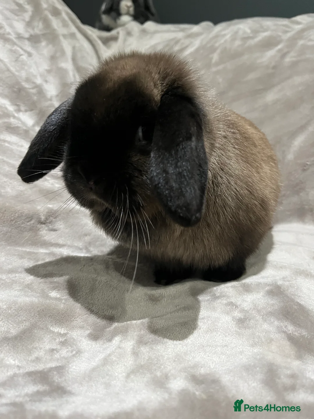 Mini Lop rabbits for sale: Pet home wanted beautiful Siamese sable doe - Advert 4