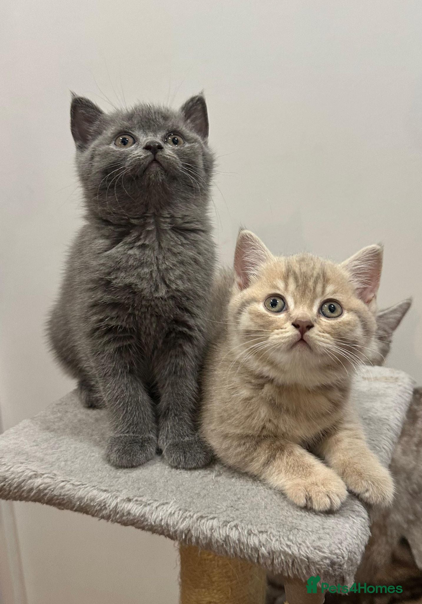 British Shorthair cats Champion blood line BSH kittens for sale - Advert 2