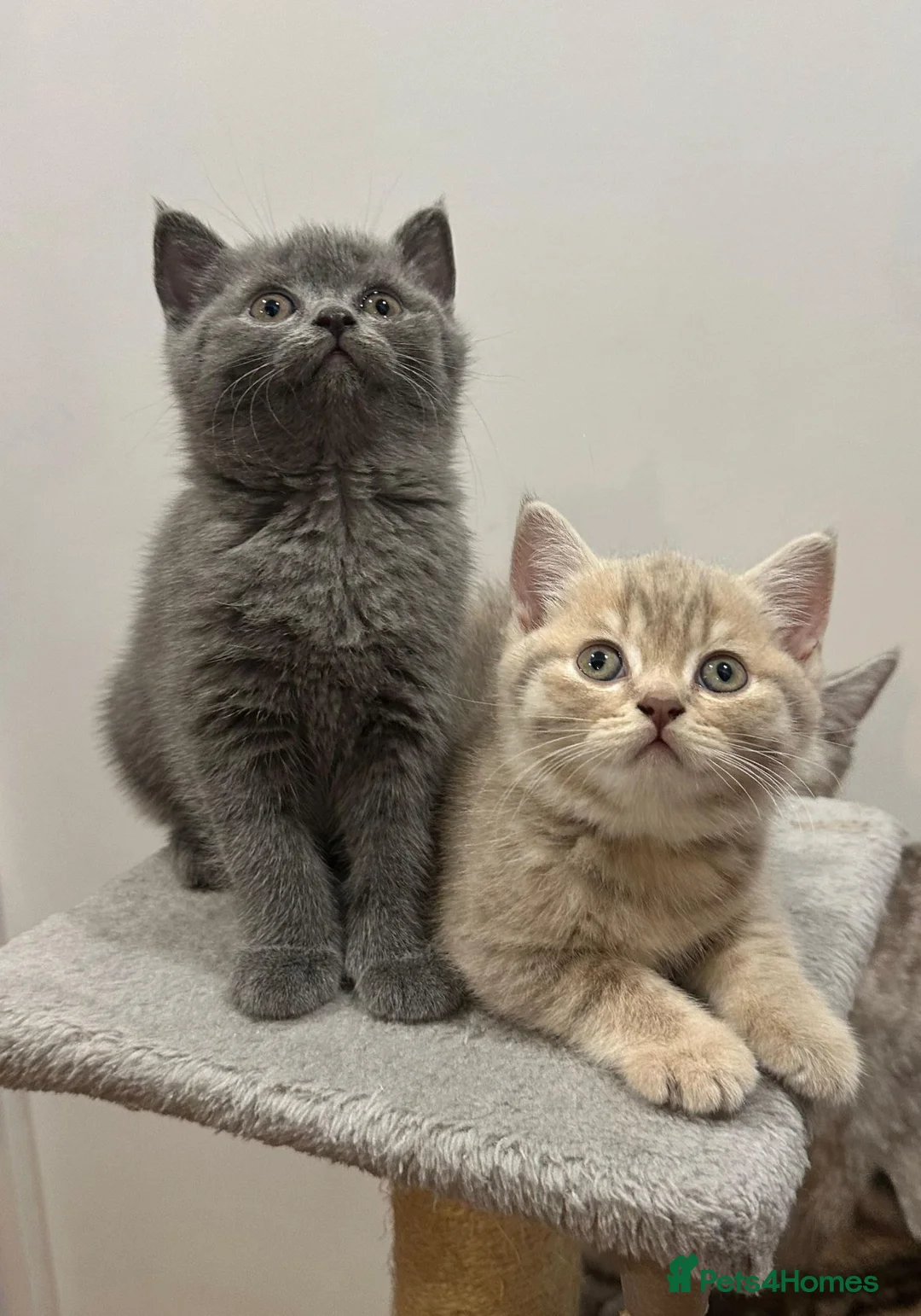 British Shorthair cats for sale: Champion blood line BSH kittens for sale - Advert 2