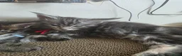 Maine Coon cats for sale: 2 stunning kittens left - Advert 7