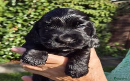 Cocker Spaniel dogs for sale: Show Type Cocker Spaniel Puppies - Image 6