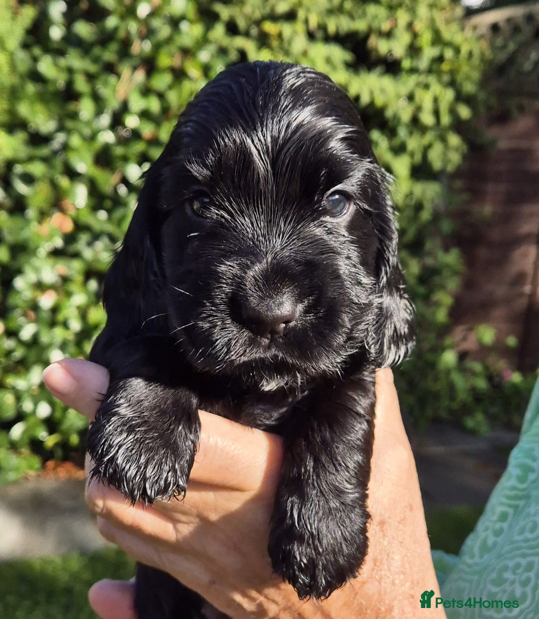 Cocker Spaniel dogs for sale: Show Type Cocker Spaniel Puppies - Image 6