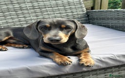 Miniature Dachshund dogs for stud: Available for stud blue and tan mini dachshund - Image 6