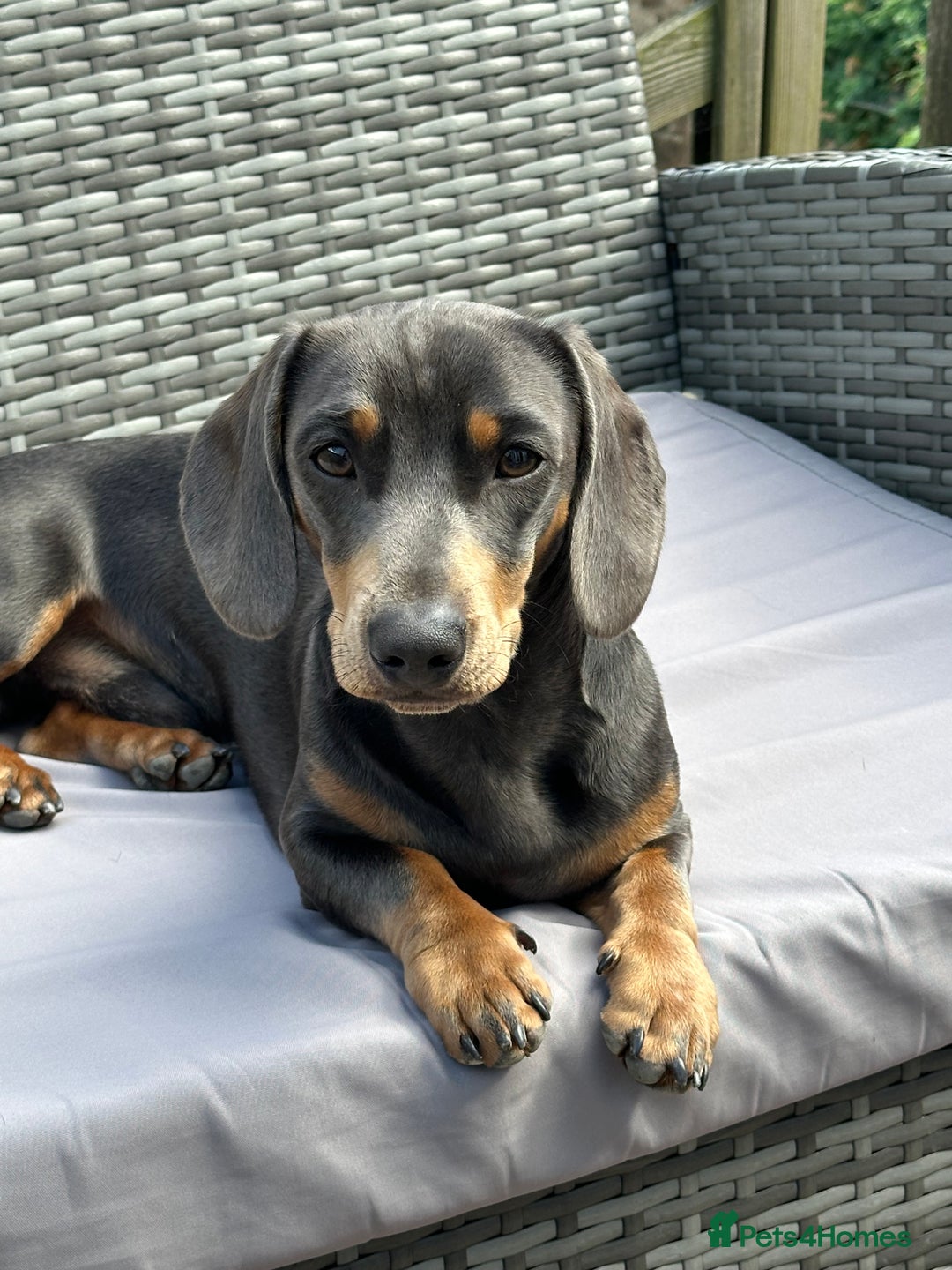 Miniature Dachshund dogs for stud: Available for stud blue and tan mini dachshund - Image 6