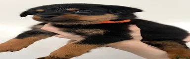 Rottweiler Puppy 3 Orange Collar Big Girl