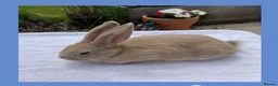 Smoke Pearl rabbits for sale: Smoked pearl x plush babies  in Wolverhampton - Advert 1