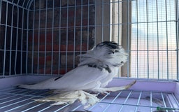 Pigeons birds for sale: Pigeons for sale - Image 2