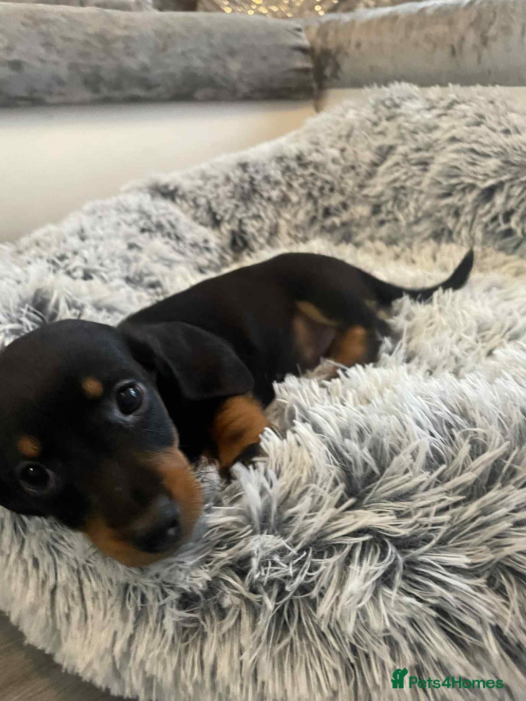 Dachshund dogs for sale: Dachshund  - Image 14