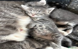 Mixed Breed cats for sale: Grey male kittens ready now  - Image 8