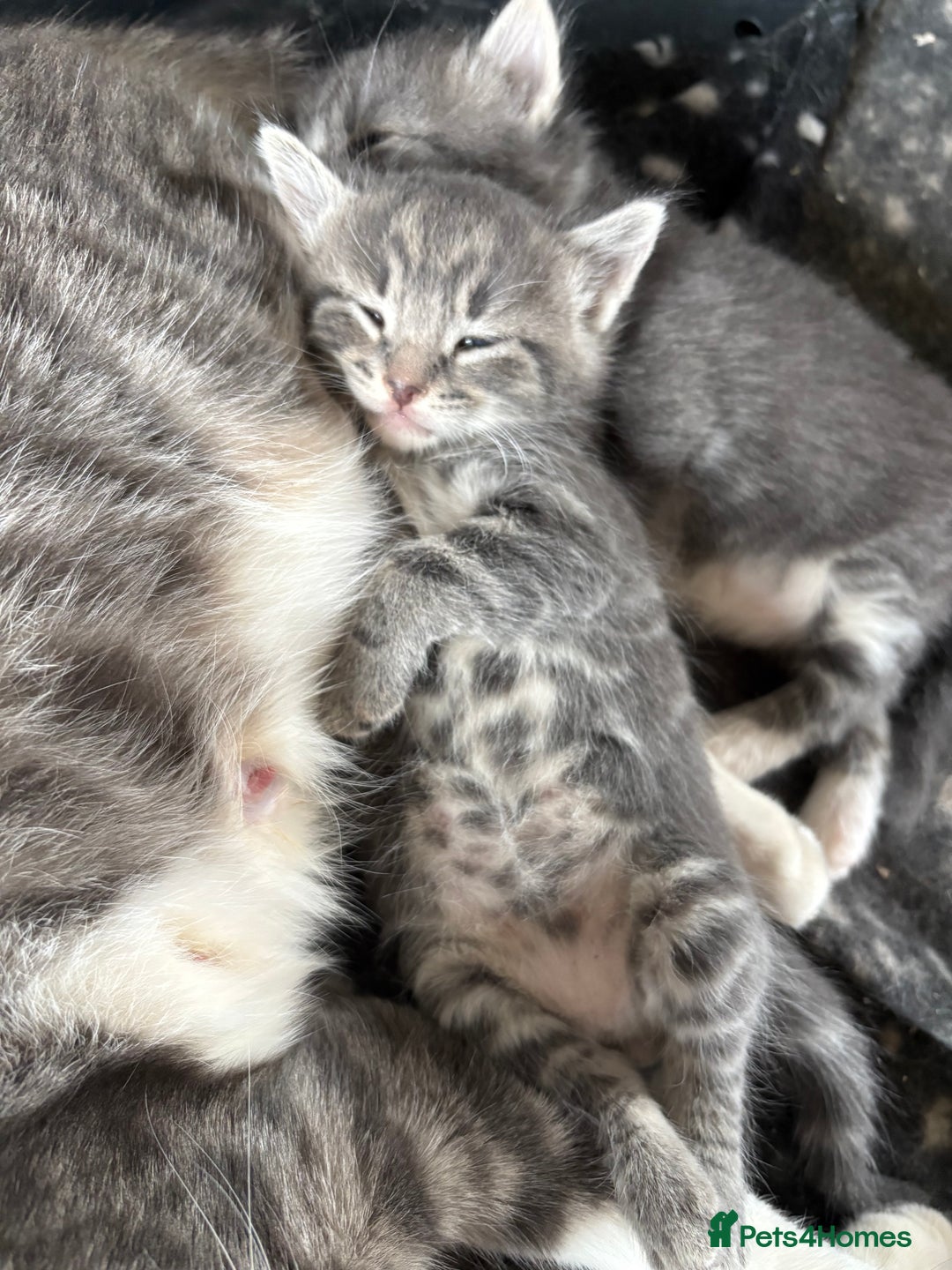 Mixed Breed cats for sale: Grey male kittens ready now  - Image 8