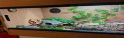 Leopard Gecko reptiles for sale: Full set up and gecko  - Advert 4
