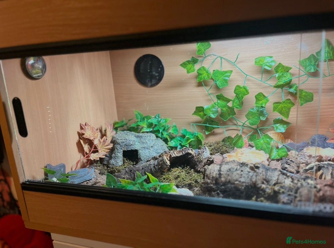 Leopard Gecko reptiles for sale: Full set up and gecko  - Advert 4