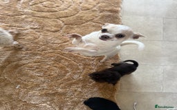 Mixed Breed dogs for sale: Chihuahua x Jack Russell - Image 9