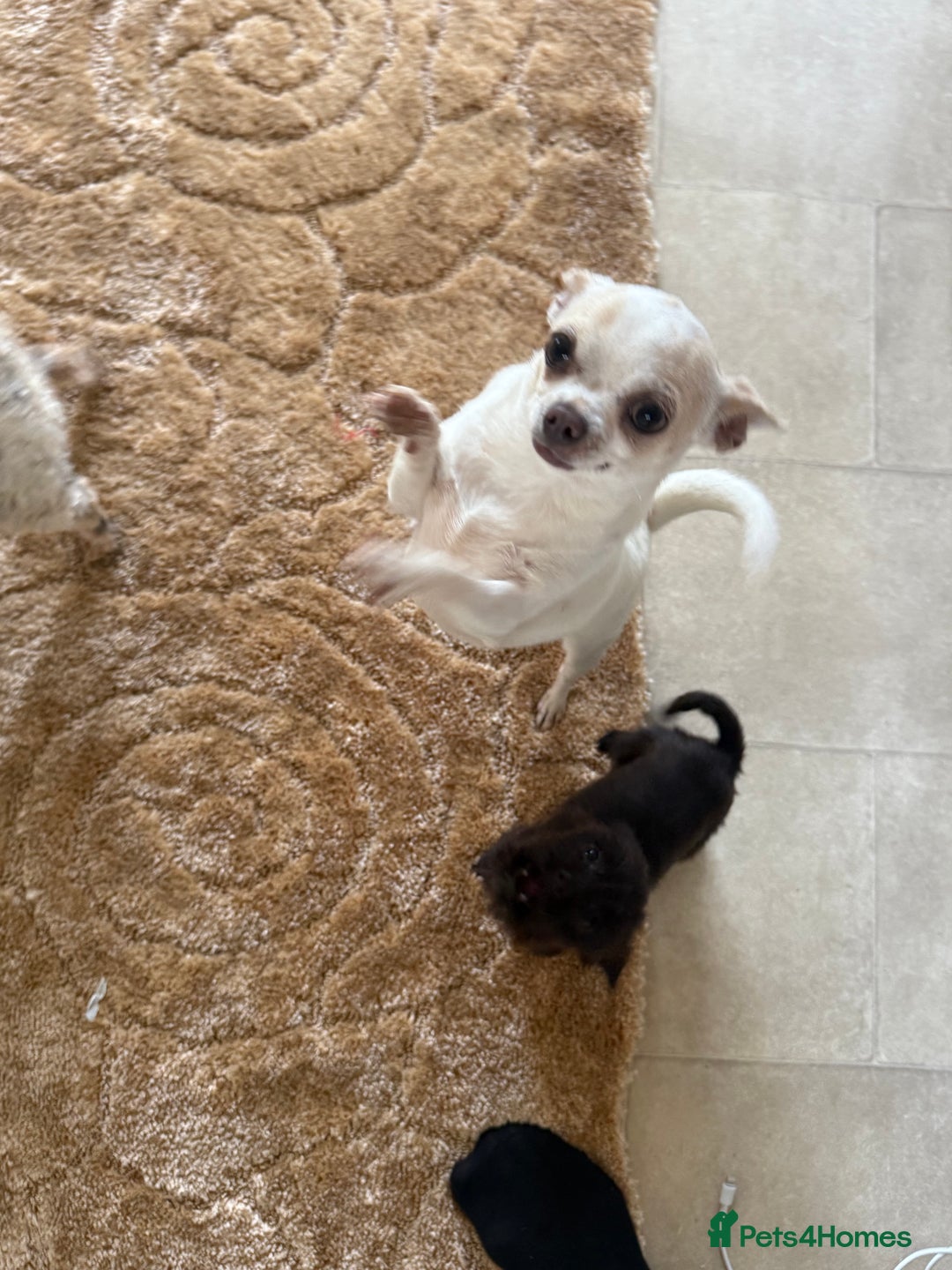 Mixed Breed dogs for sale: Chihuahua x Jack Russell - Image 9