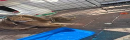 French Lop rabbits for sale: Male and female French lop babies forsale  - Advert 8